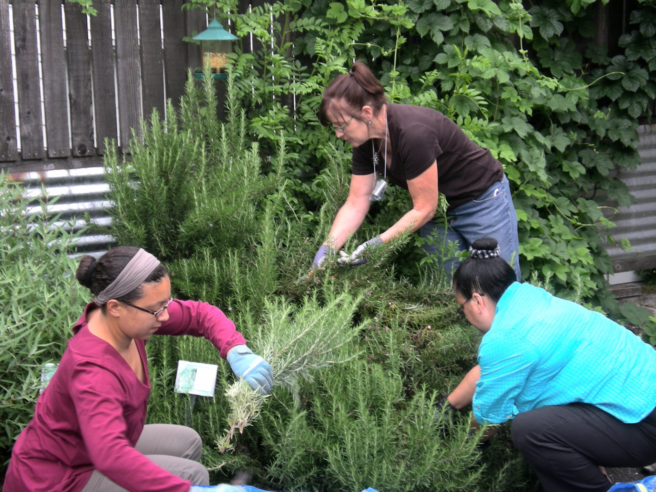 Harvesting Rosemary at ACHS