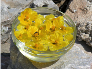 yellow flowers float in a clear glass bowl filled with clear liquid, a step in creating your own flower essences