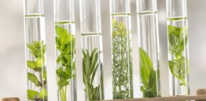 4 Herbal Monograph Databases Every Herbalist Should Know | American ...