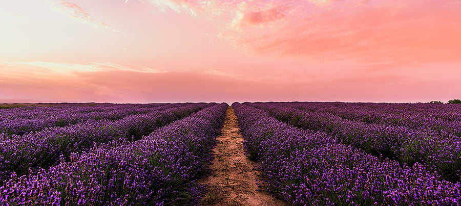 lavender blog header