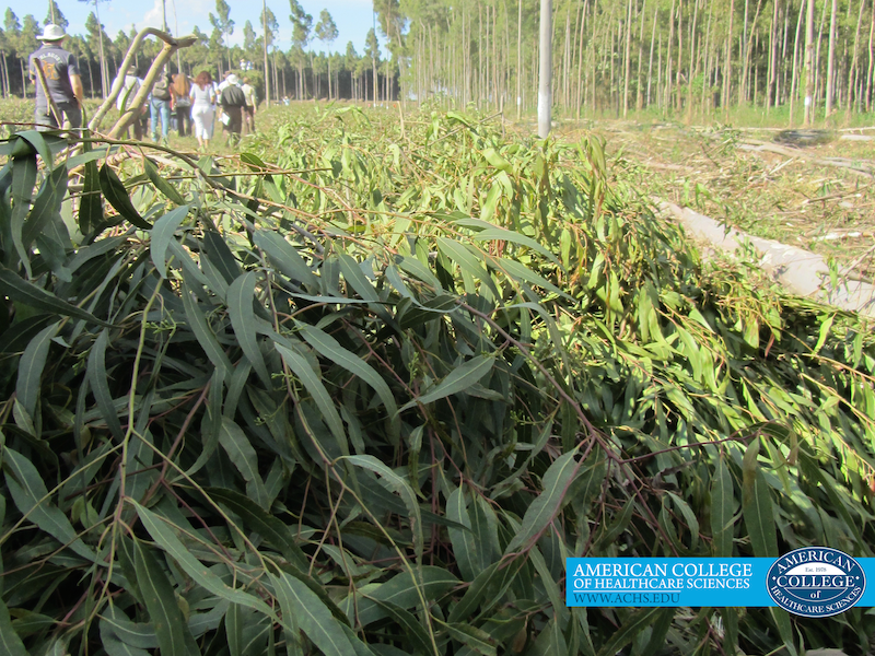 a field of lemon eucalyptus