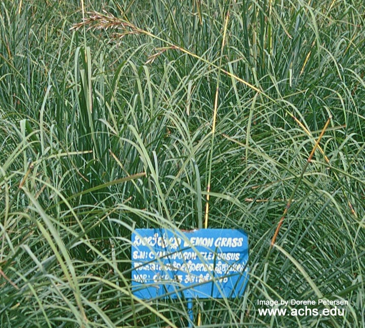 image of lemongrass in a field