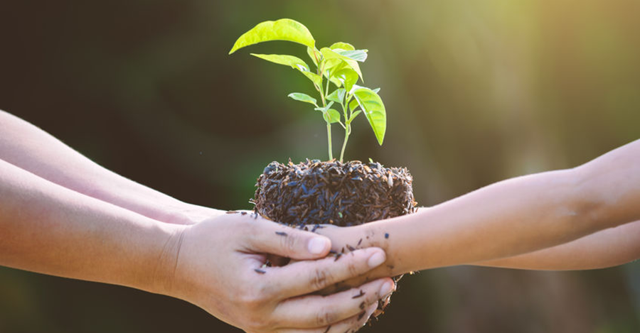 two sets of hands holds a lump of soil with a green plant growing out of it