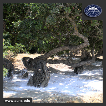 an image of a twisted tree trunk