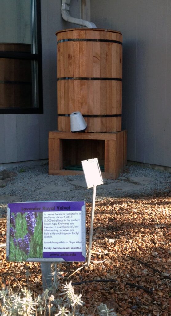 a wooden barrel for collecting rainwater sits in the corner of a building outside with a sign for lavendar in front of it