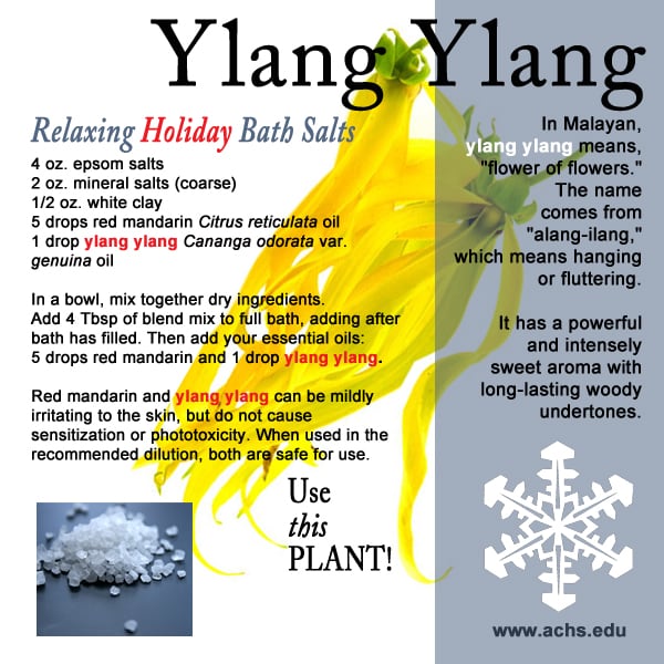 image collage for Ylang Ylang including a recipe for a relaxing holiday bath salts and the health benefits of Ylang Ylang