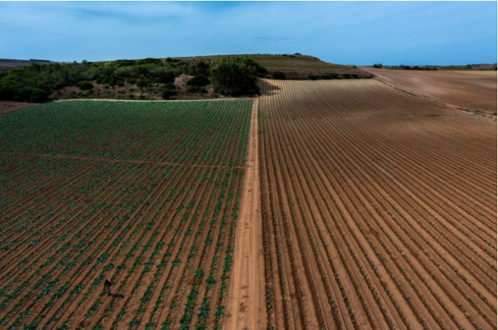 A large field of crops