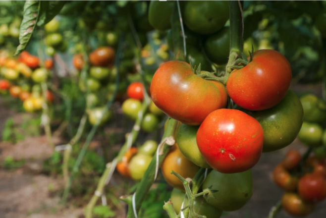 tomatoes growing on a vine