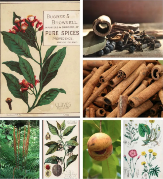 Plants and herbs used in aromatherapy