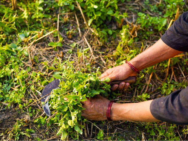 Someone harvest green plants with a sickle