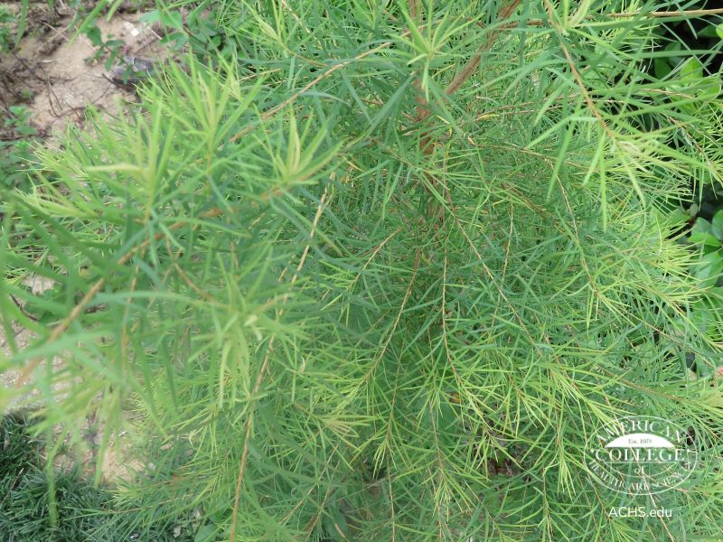 Close up of tea tree Australia growing in Korea.