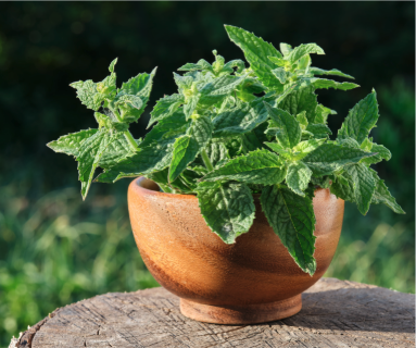 Lemon balm plant in a wooden pot