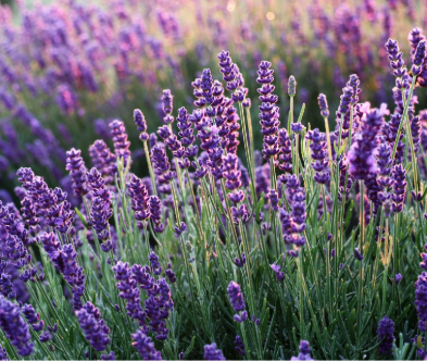 Field of lavender plants