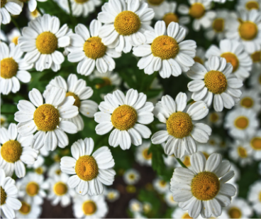 German chamomile flowers