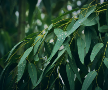 Eucalyptus globulus leaves