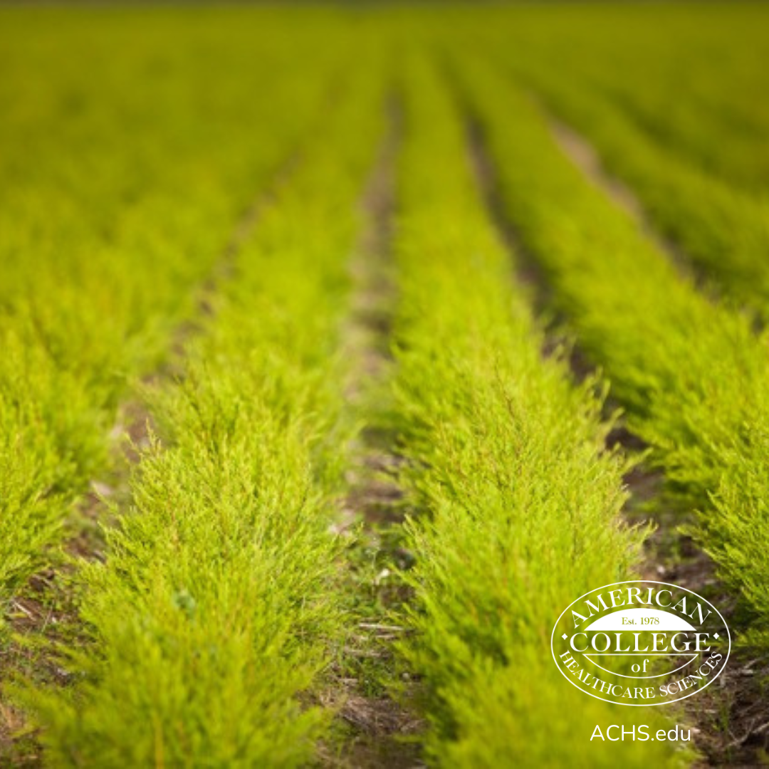 Tea tree Australia growing in South Korea.