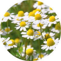 chamomile flowers