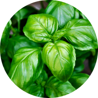 basil leaves