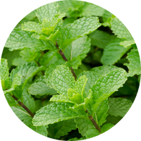 peppermint leaves