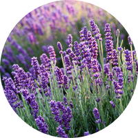 lavender flowers