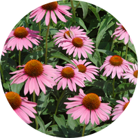 echinacea flowers