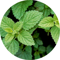 lemon balm leaves