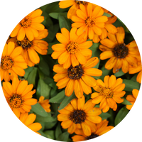 calendula flowers