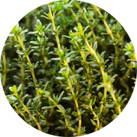 sprigs of thyme