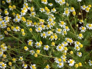 A field of yellow and white chamomile flowers