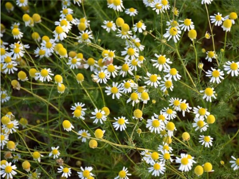 Chamomile Around The World Cultivation And Sustainability American Chamomile Around The World Cultivation And Sustainability 768x576