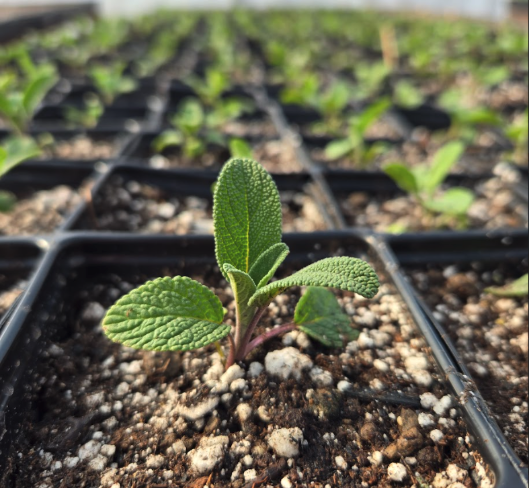 A small green plant grows at a plant nursery