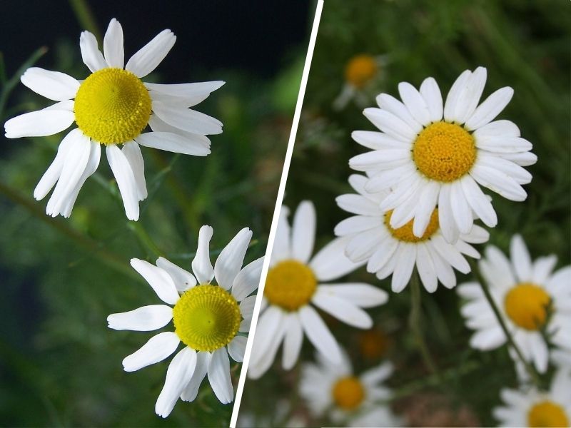 Blue Chamomile and Roman Chamomile