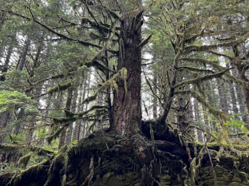 A tree in an Oregon forest with large roots