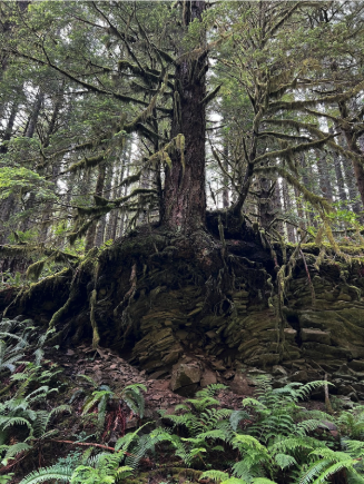 A large tree growing in Oregon with roots