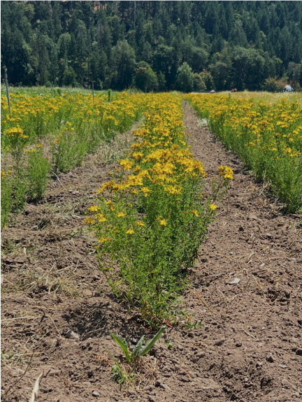flowers growing in a field