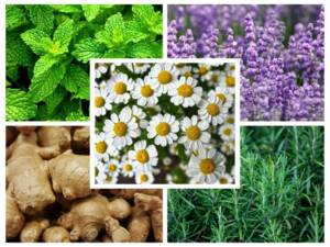chamomile, peppermint, lavender, ginger, and rosemary