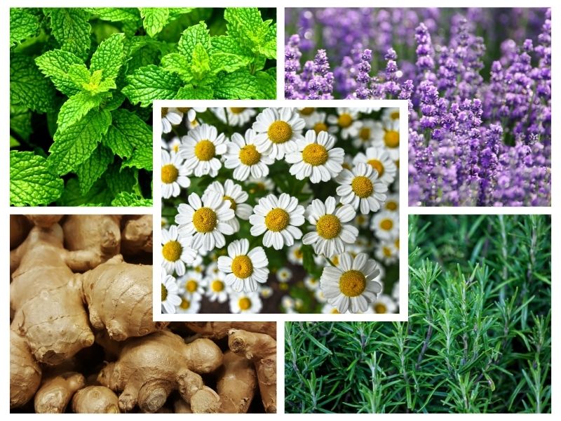chamomile, peppermint, lavender, ginger, and rosemary