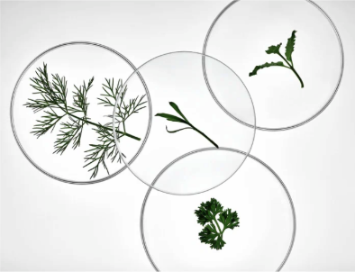 Different herbs in petrie dishes