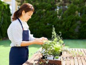 A woman wearing an apron tends to herbs from her garden.