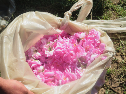 A bag of harvested light pink roses