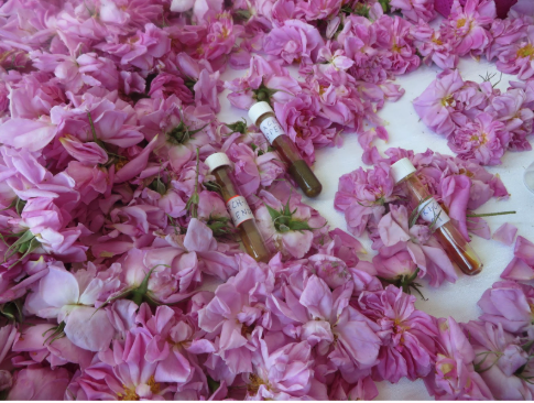 Vials of rose essential oil on a bed of roses