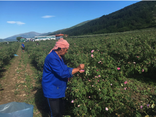 A woman in a field harvesting roses
