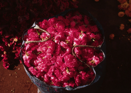 A basket filled with dark pink rose petals