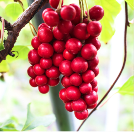 Schisandra (Schisandra chinensis) 
