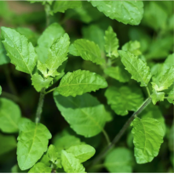 Holy Basil (Ocimum tenuiflorum) 