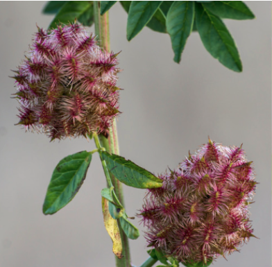 Licorice (Glycyrrhiza glabra)