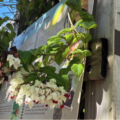 A plant with on the botanical garden tour with colorful bracts