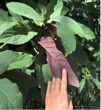 A plant with the ability to regulate its temperature and light absorption.