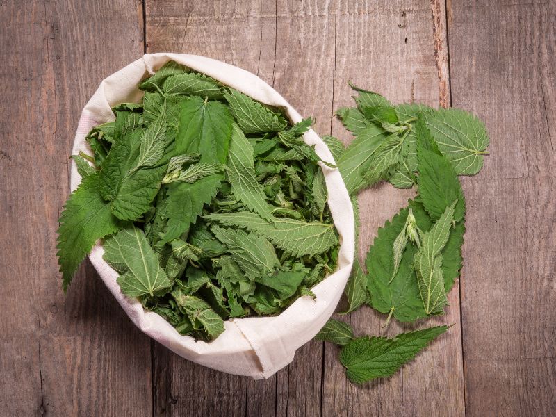 green nettle plant leaves in a basket