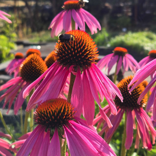 Echinacea blossoms in the Bastyr University teaching garden.